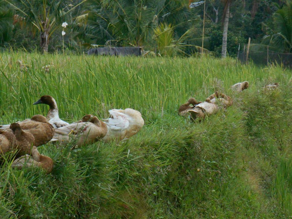 Alam Puisi Villa Ubud Buitenkant foto